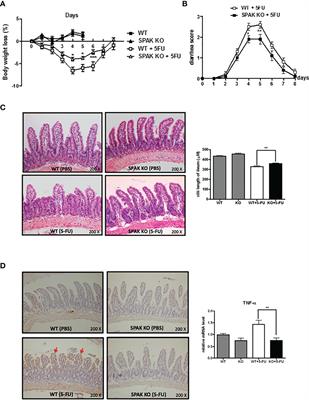 SPAK Deficiency Attenuates Chemotherapy-Induced Intestinal Mucositis